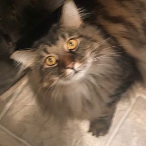 Meet your Posher, Dixie